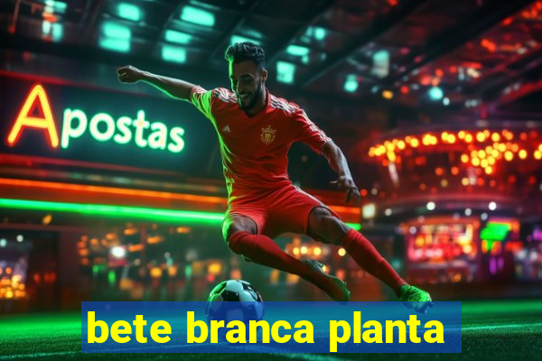 bete branca planta