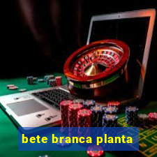 bete branca planta