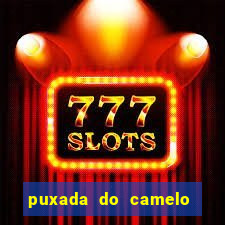 puxada do camelo no jogo do bicho