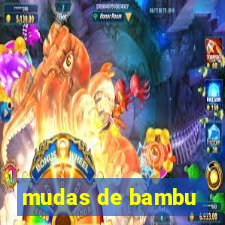 mudas de bambu