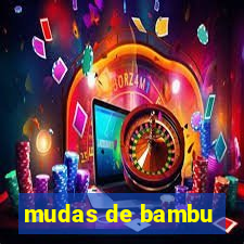 mudas de bambu